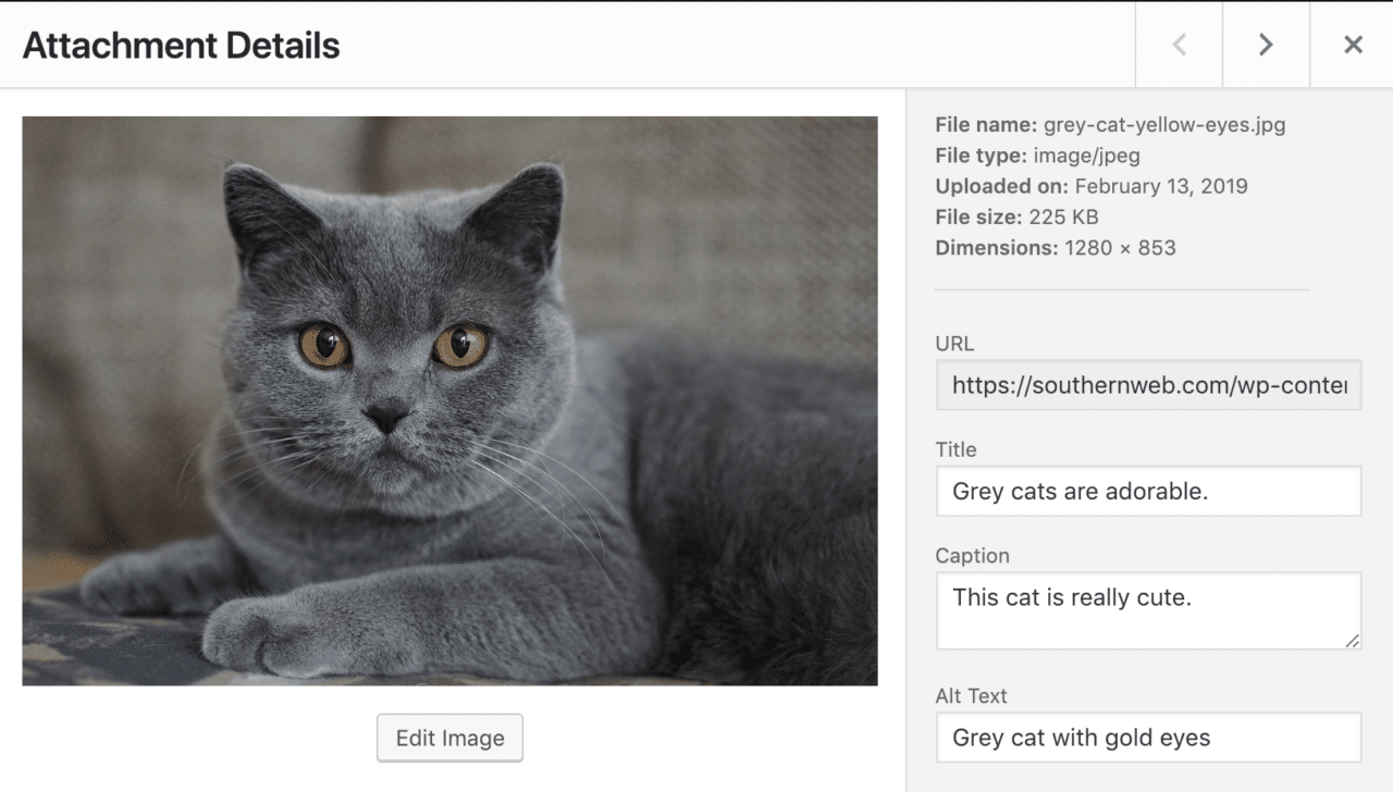 An example of how to input image tags into WordPress media library, using a photo of an adorable grey cat as the example image.